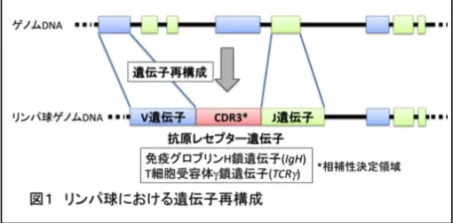 遺伝子再構成