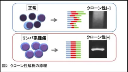 クローン性解析の原理
